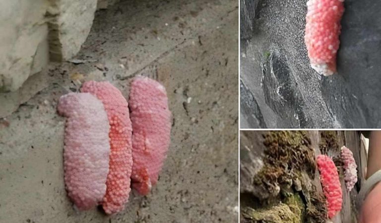Be careful if you see these little pink eggs on a wall. It is the bad sign for your house
