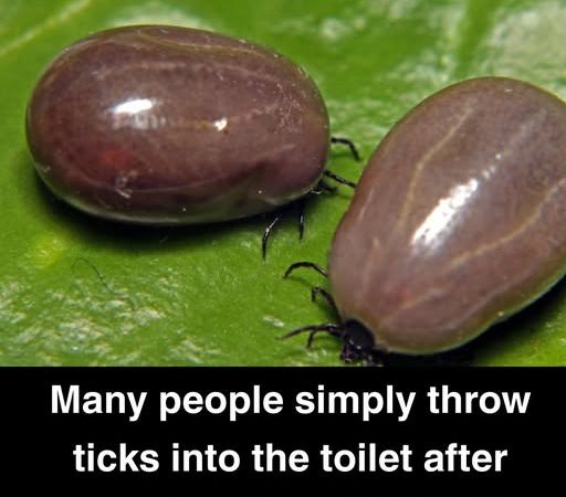 How To Properly Dispose of Ticks