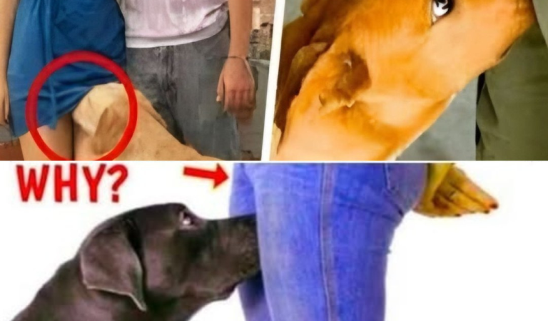 “Understanding Why Dogs Sniff Your Private Areas”