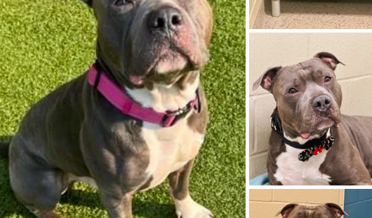 After 260 days in the shelter, the dog is losing hope and “cries endlessly” After 260 days in the shelter, the dog is losing hope and “cries endlessly”